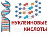 Нуклеиновые кислоты