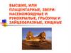Высшие, или Плацентарные, звери: насекомоядные и рукокрылые, грызуны и зайцеобразные, хищные