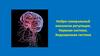 Нейро-гуморальный механизм регуляции. Нервная система. Эндокринная система