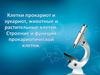 Клетки прокариот и эукариот. Животные и растительные клетки. Вирусы. Строение прокариотической клетки
