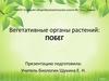 Вегетативные органы растений: побег