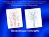 Проводящие пути ЦНС