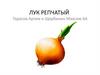 Лук репчатый