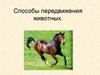 Способы передвижения животных