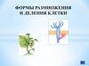 Формы размножения и деления клетки