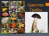 Царство Грибы