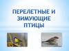 Перелетные и зимующие птицы