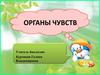 Органы чувств