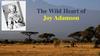 The Wild Heart of Joy Adamson