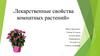 Лекарственные свойства комнатных растений