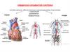 Сердечно-сосудистая система