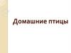 Домашние птицы