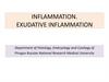Inflammation. Exudative inflammation