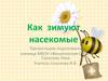 Как зимуют насекомые?