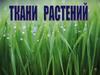 Ткани растений