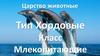 Царство животные. Тип Хордовые. Класс Млекопитающие