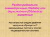 Раздел радиально-симметричные (Radiata) или двухслойные (Diblastica) животные