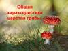 Общая характеристика царства грибы. Характерные черты