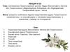 Систематика Покритонасінних рослин. Відділ Магноліофіти, Квіткові або Покритонасінні