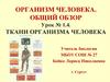 Ткани организма человека. Организм человека. Общий обзор