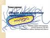 Общая характеристика прокариот