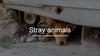 Stray animals. Problem