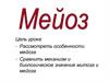 Мейоз