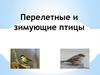 Перелетные и зимующие птицы