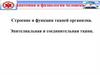 Строение и функции тканей организма. Эпителиальная и соединительная ткани