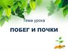 Побег и почки. Лабораторная работа «Внешнее и внутреннее строение почки»