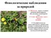 Фенологические наблюдения за природой. Осень