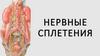 Нервные сплетения. Периферическая нервная система
