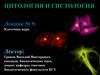 Клеточное ядро  (лекция № 9)