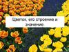 Цветок, его строение и значение