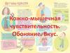 Кожно-мышечная чувствительность. Обоняние. Вкус