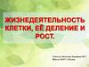 Жизнедеятельность клетки, её деление и рост