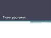 Ткани растения. 6 класс