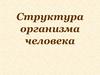 Структура организма человека