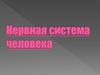 Нервная система человека. Функции нервной системы