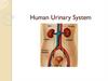 Human urinary system