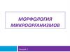Морфология микроорганизмов