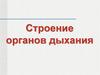 Строение органов дыхания