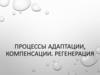 Процессы адаптации, компенсации. Регенерация