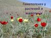 Гаметогенез у растений и животных