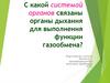 С какой системой органов связаны органы дыхания для выполнения функции газообмена?