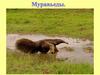 Муравьеды. Виды муравьедов