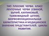 Тип Плоские черви. Класс Ленточные черви. Морфофункциональная характеристика и медицинское значение представителей