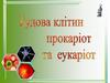 Будова клітин прокаріот та еукаріот