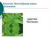 Царство Растения  (6 класс)