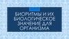 Биоритмы и их биологическое значение для организма